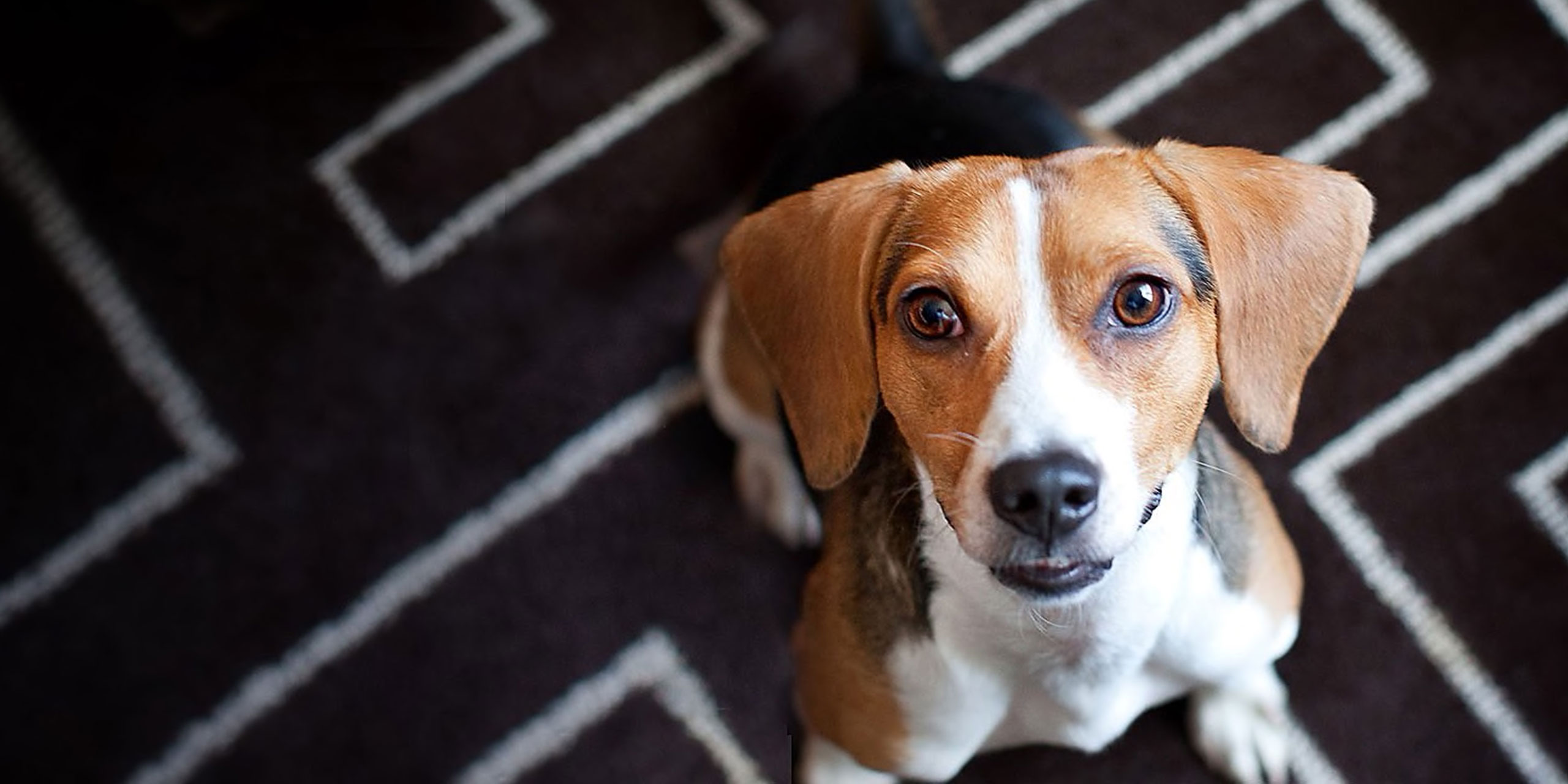 5 Pet Friendly Hotel Chains With No Fees | Family Vacation ...