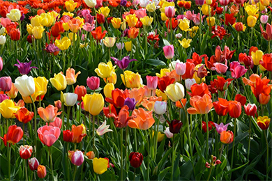 Veldheer Tulip Garden Holland Mi 2020 Review Ratings Family