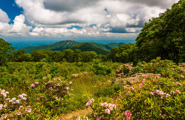 Courtesy of Shutterstock/Jon Bilous Shenandoah National Park in Virginia