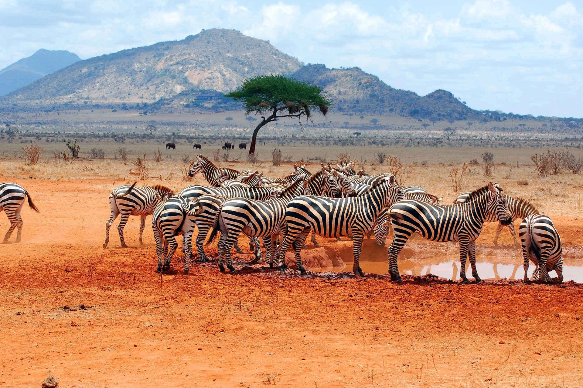 Zebras in Africa