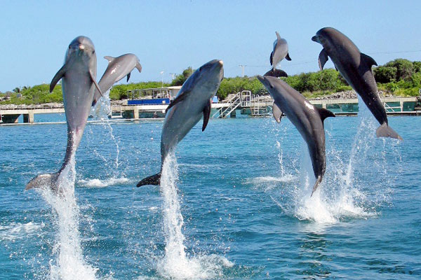 Dolphins jumping out of the water at Dolphin Discovery Isla Mujeres.