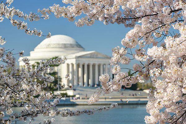 The Thomas Jefferson Memorial during the National Cherry Blossom Festival in Washington, D.C.