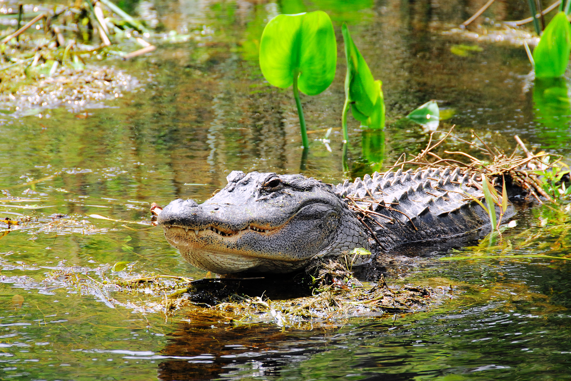 Alligator in a Swamp in Tallahassee