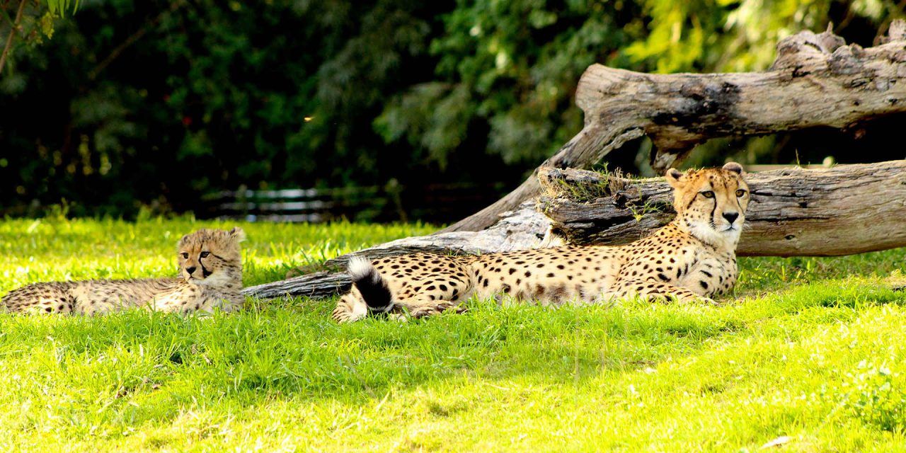 Cheetah; Liz Stepanoff/Shutterstock.com