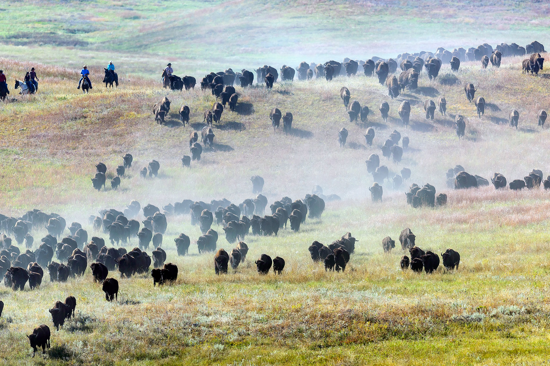 Толпа бизонов. Кастер Южная Дакота. Custer State Park Buffalo Roundup. Уничтожение бизонов в США. Фото сельское хозяйство в Южной Дакоте.