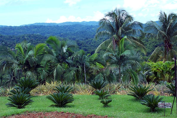 Croydon Plantation in Montego Bay, Jamaica.