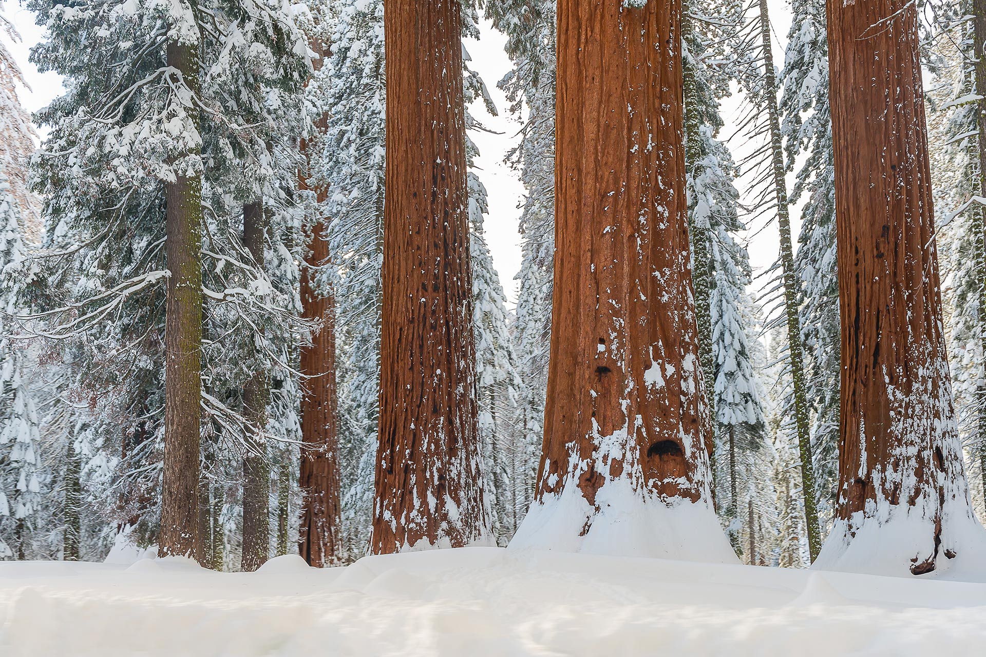 Parc national de Sequoia et Kings Canyon en hiver