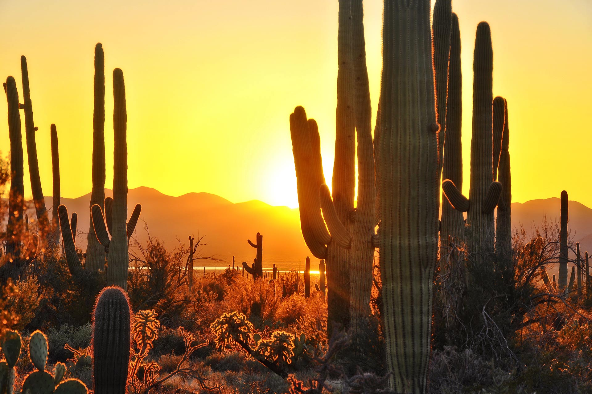 Beautiful cacti in Saguaro National Park near Tucson, Arizona.
