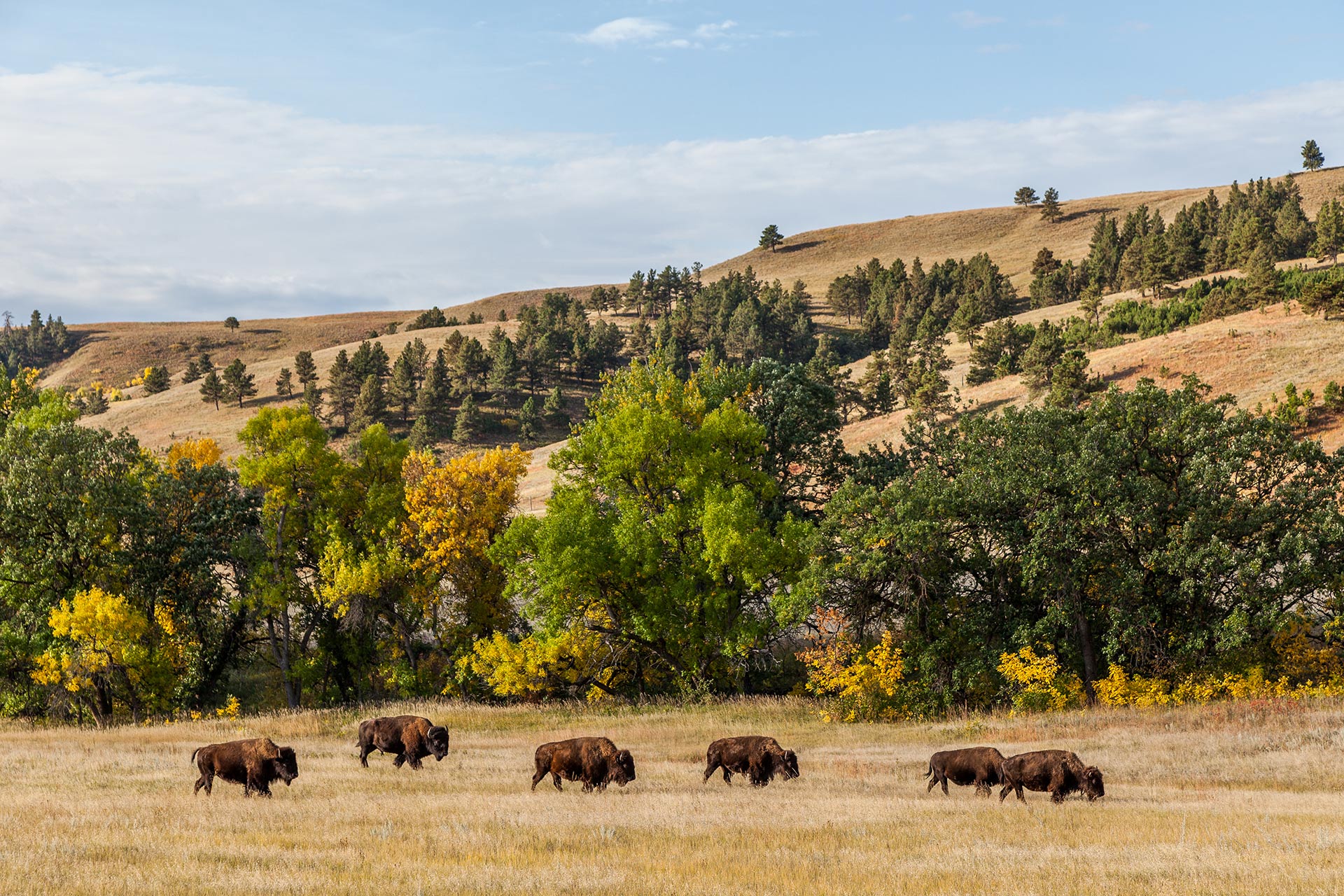 Bison at Custer State Park in South Dakota