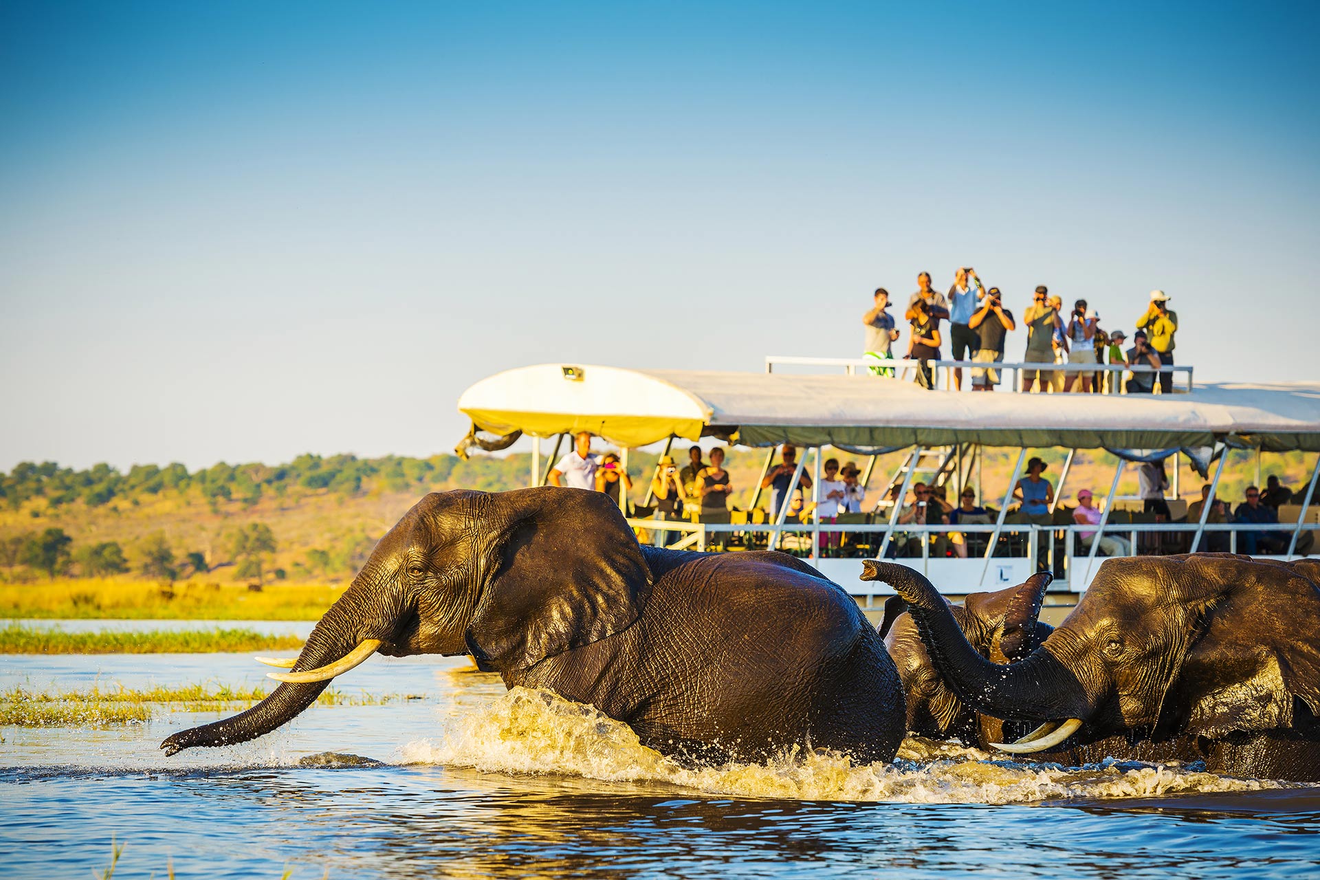 African Safari