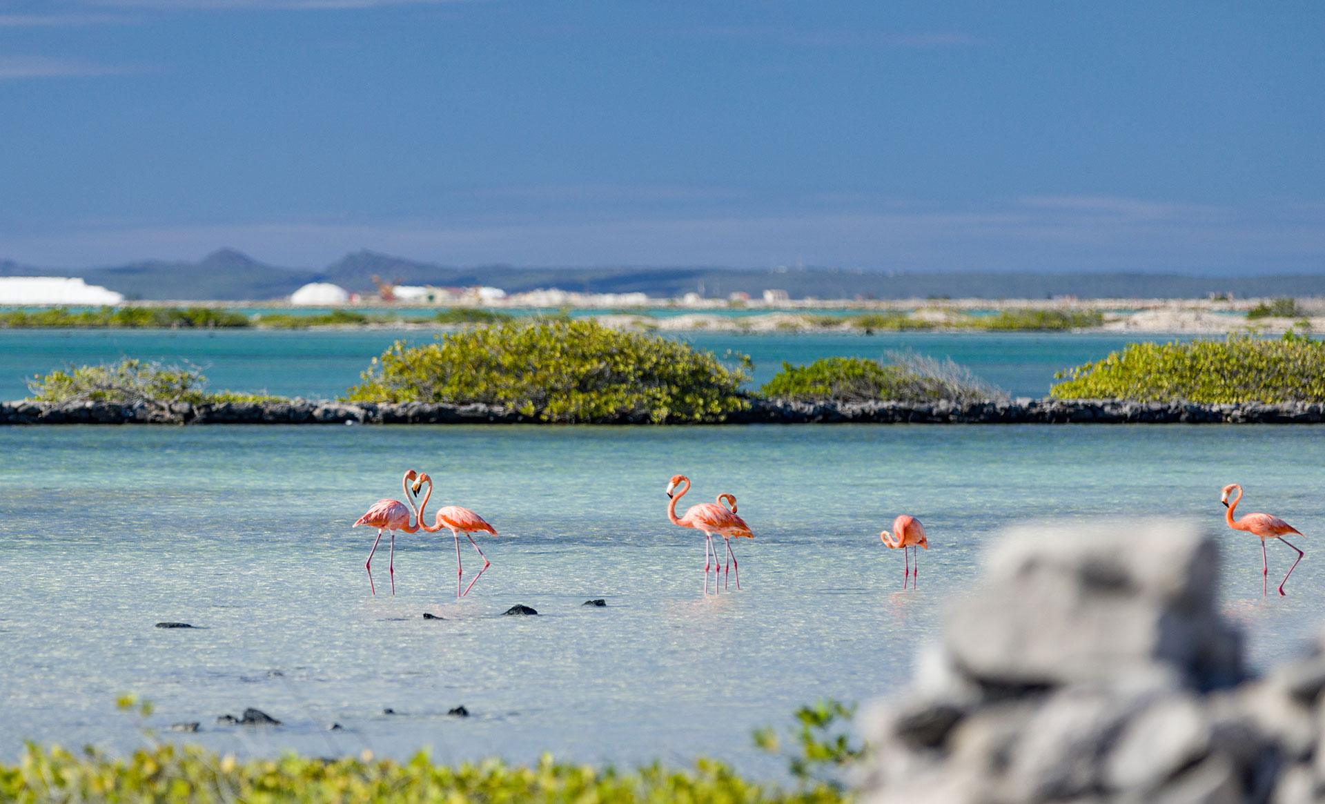 Pink flamingoes in Bonaire