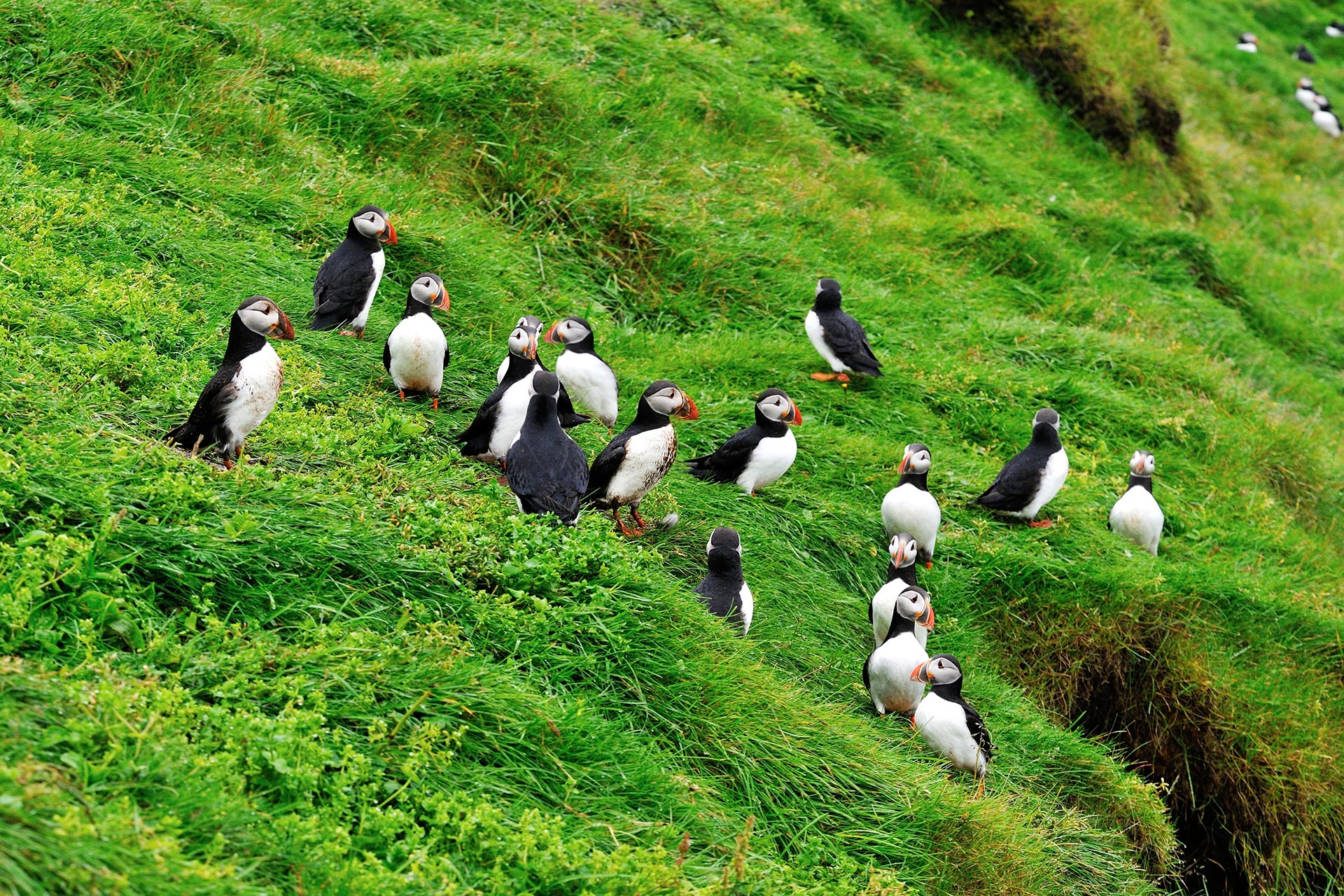 Westman Islands, Iceland