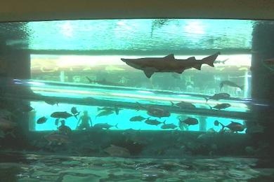 Swim with sharks during Las Vegas Golden Nugget Shark Days