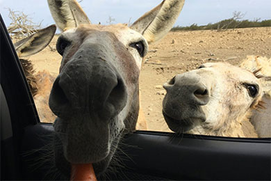 bonaire donkey