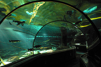 SEA LIFE Minnesota Aquarium at the Mall of America