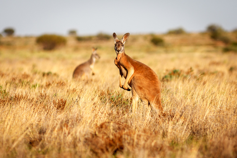 Australia's Outback ; Courtesy of Luke Shelley/Shutterstock