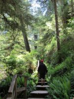 Rainforest Trail in Tofino; Courtesy of hlseldon/TripAdvisor.com
