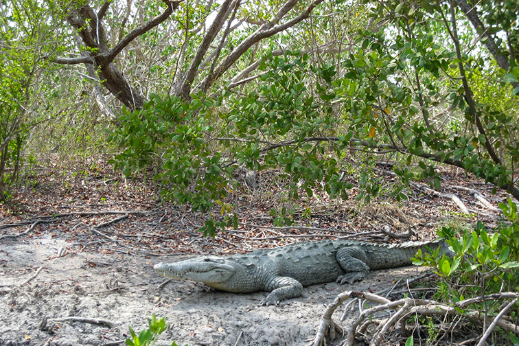 American crocodile resting in the sand on Cape Sable in Everglades National Park. ; Courtesy NPS