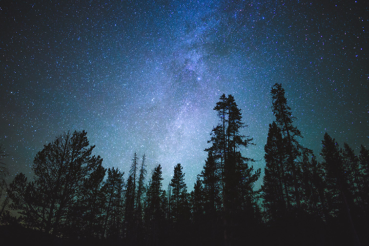 Forest trees under Milky Way in night sky; Courtesy of The Adaptive/Shutterstock
