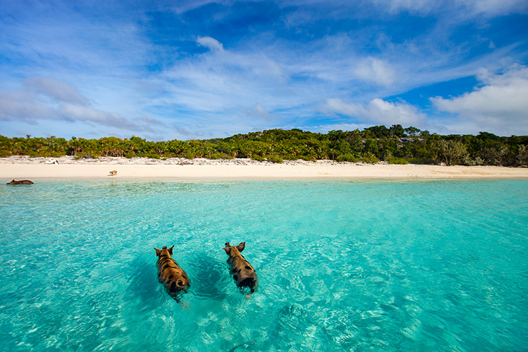 Swimming pigs of the Bahamas in the Out Islands of the Exuma ; Courtesy of BlueOrange Studio/Shutterstock