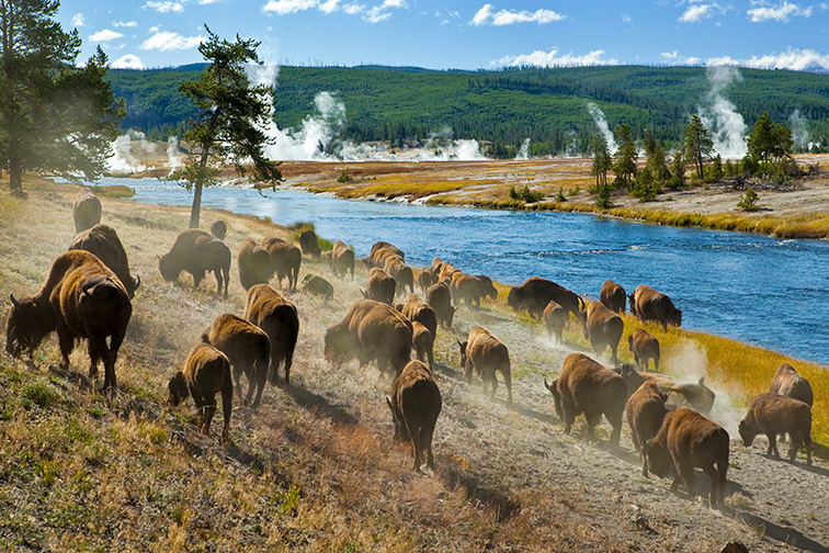 Yellowstone National Park; Courtesy of Lee Prince/Shutterstock 