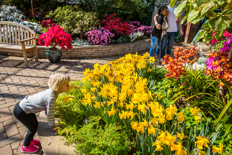 Go Gaga for the Greenery at Garfield Park Conservatory	;	Courtesy of Choose Chicago		
