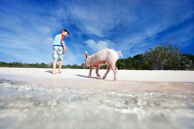Young Boy With Wild Pig in the Bahamas 