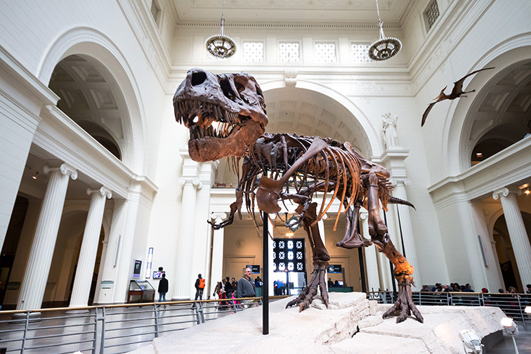 The Field Museum; Courtesy Busara/Shutterstock