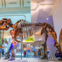 The National Museum of Natural History is a natural history museum administered by the Smithsonian Institution, located on the National Mall.