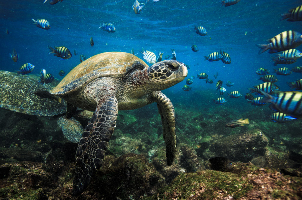 A sea turtle off the coast of the Galapagos Islands