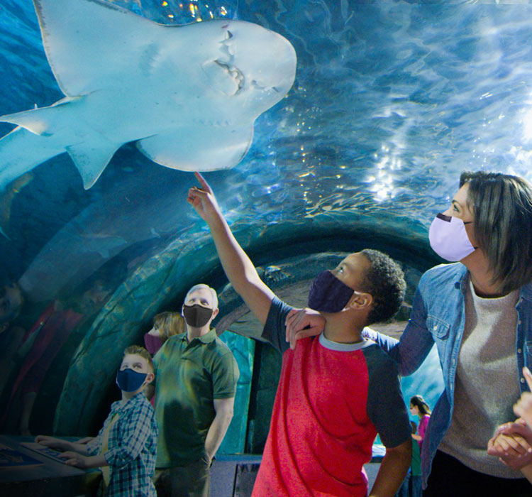 Families watching sting ray at aquarium