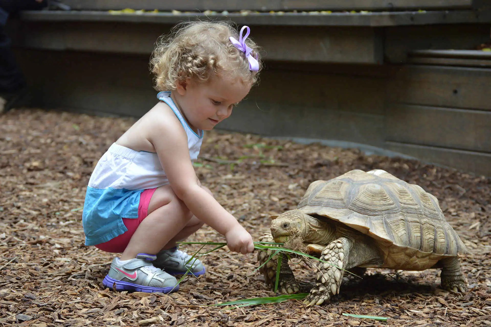 Little Girl Feeding Turtle at Nashville Zoo; Courtesy of Samantha Currington/Nashville Convention & Visitors Corp.