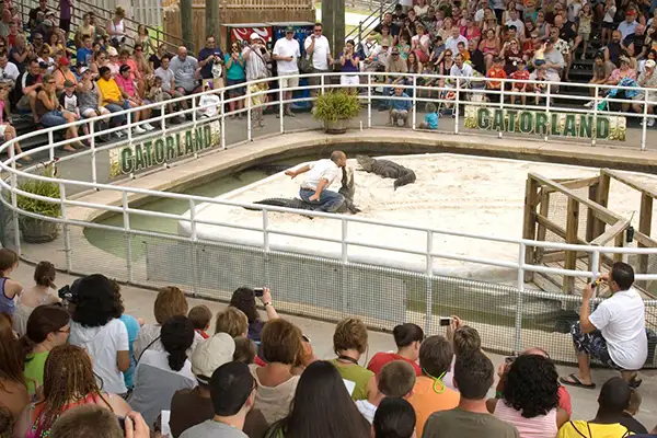 Gator wrestling at Gatorland