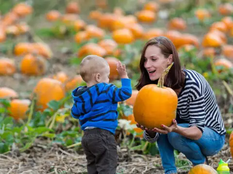 Choosing a pumpkin at a pumpkin patch on Fall day. ; Courtesy of Arina P Habich /Shutterstock