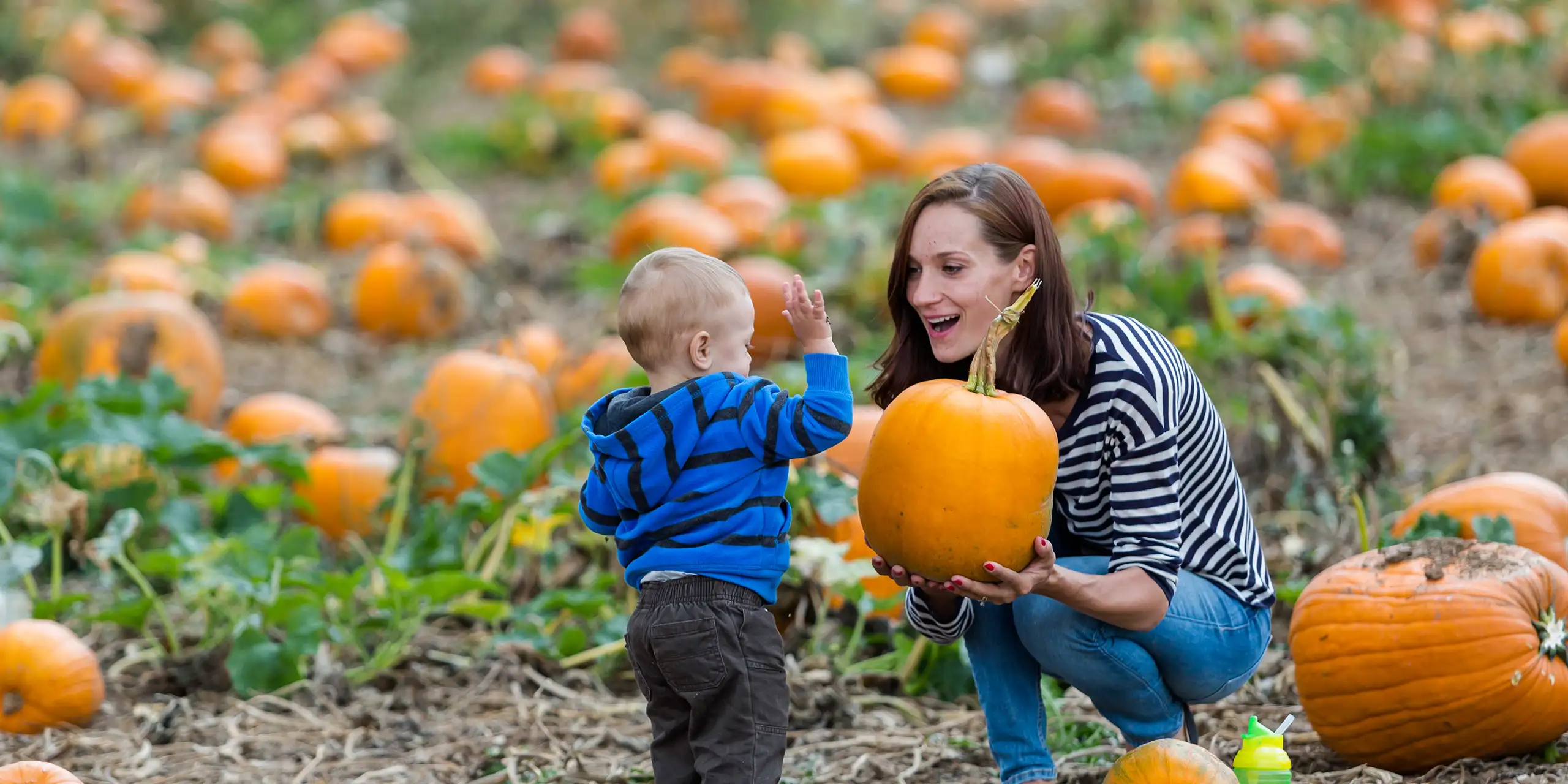 Choosing a pumpkin at a pumpkin patch on Fall day. ; Courtesy of Arina P Habich /Shutterstock