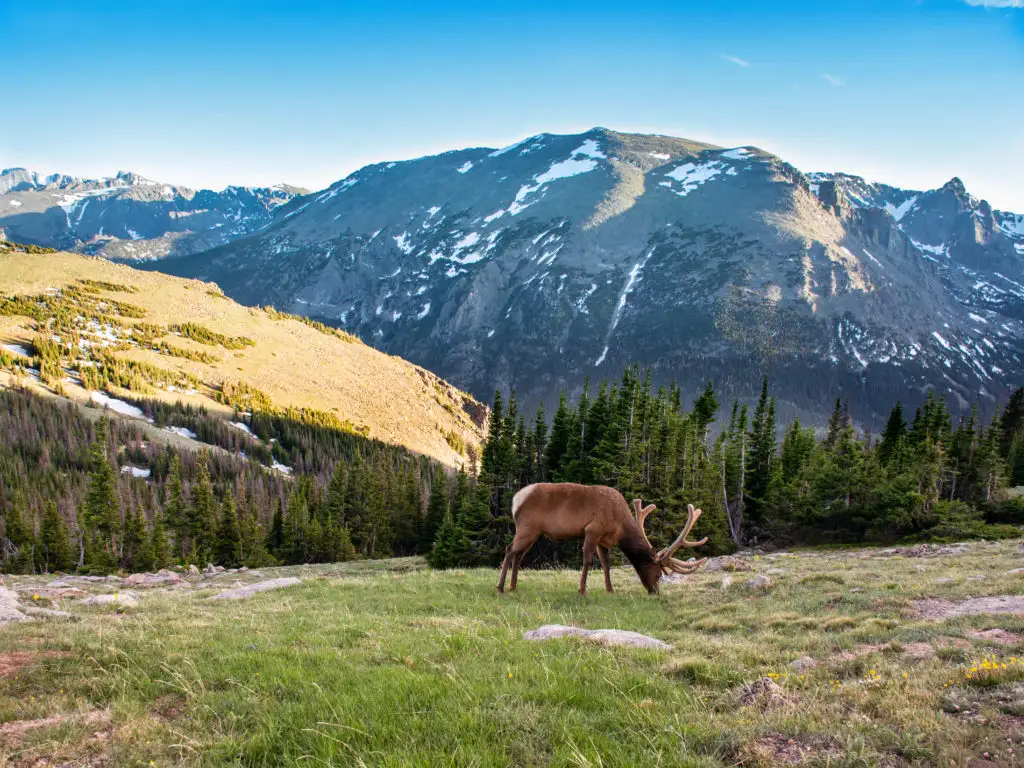 Elk feeding at Rocky Mountain National Park