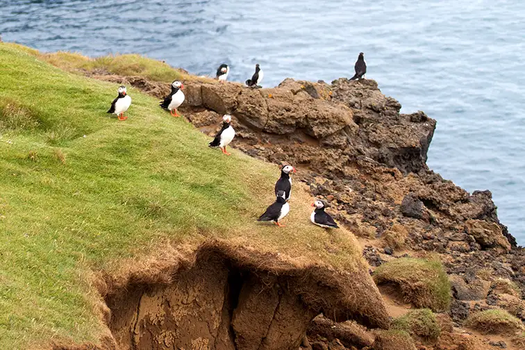 Many puffin birds on the Westman Islands near Iceland; Courtesy of CharlotteRaboff/Shutterstock