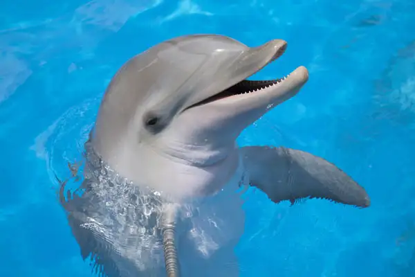 A dolphin smiling for the camera.