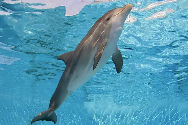 A dolphin at the Clearwater Marine Aquarium.
