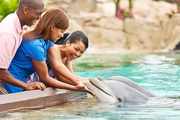 A family meeting a dolphin at SeaWorld Orlando in Florida.