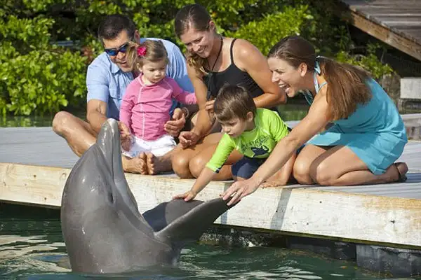 A family playing with a dolphin at Hawks Cay Resort in the Florida Keys.