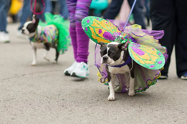 The Begging Pet Parade is part the Soulard neighborhood Mardi gras celebrations in St. Louis; Courtesy Roberto Galan/Shutterstock