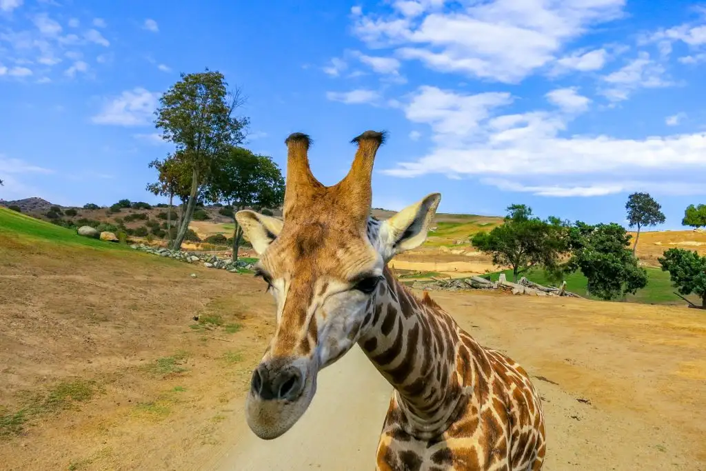 giraffe san diego zoo; Courtesy of Melanie Faulstick/Shutterstock