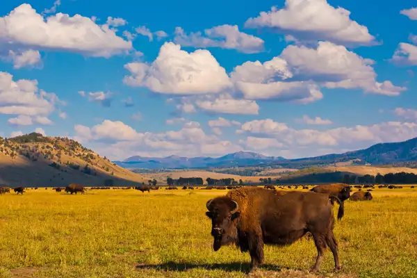 Bison at Yellowstone National Park.