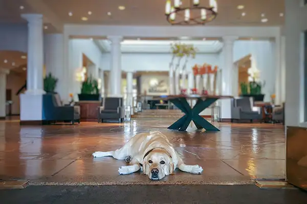Dog at Fairmont Hotel