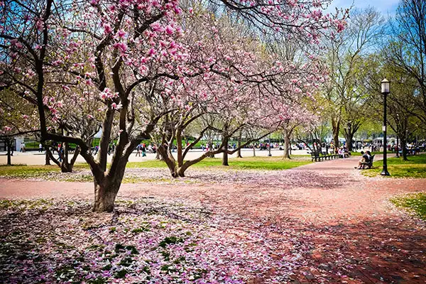 Cherry blossoms in full bloom in Washington, D.C.