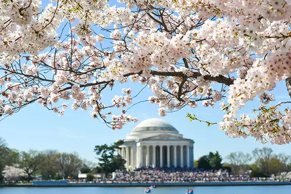 Cherry blossoms in full bloom during the Cherry Blossom Festival in Washington, D.C.