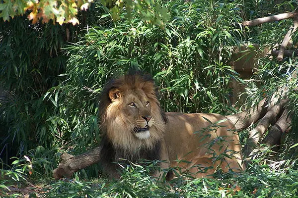 A lion at The National Zoo in Washington, D.C.