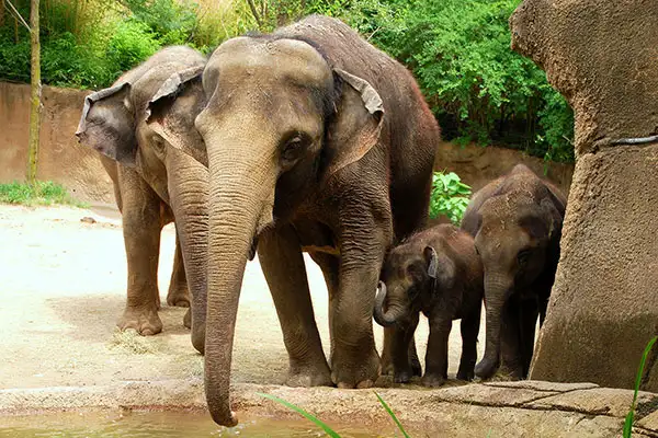 Elephants at the Saint Louis Zoo in Missouri.