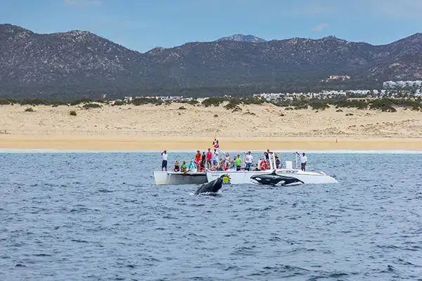 Whale watching in Cabo, Mexico.